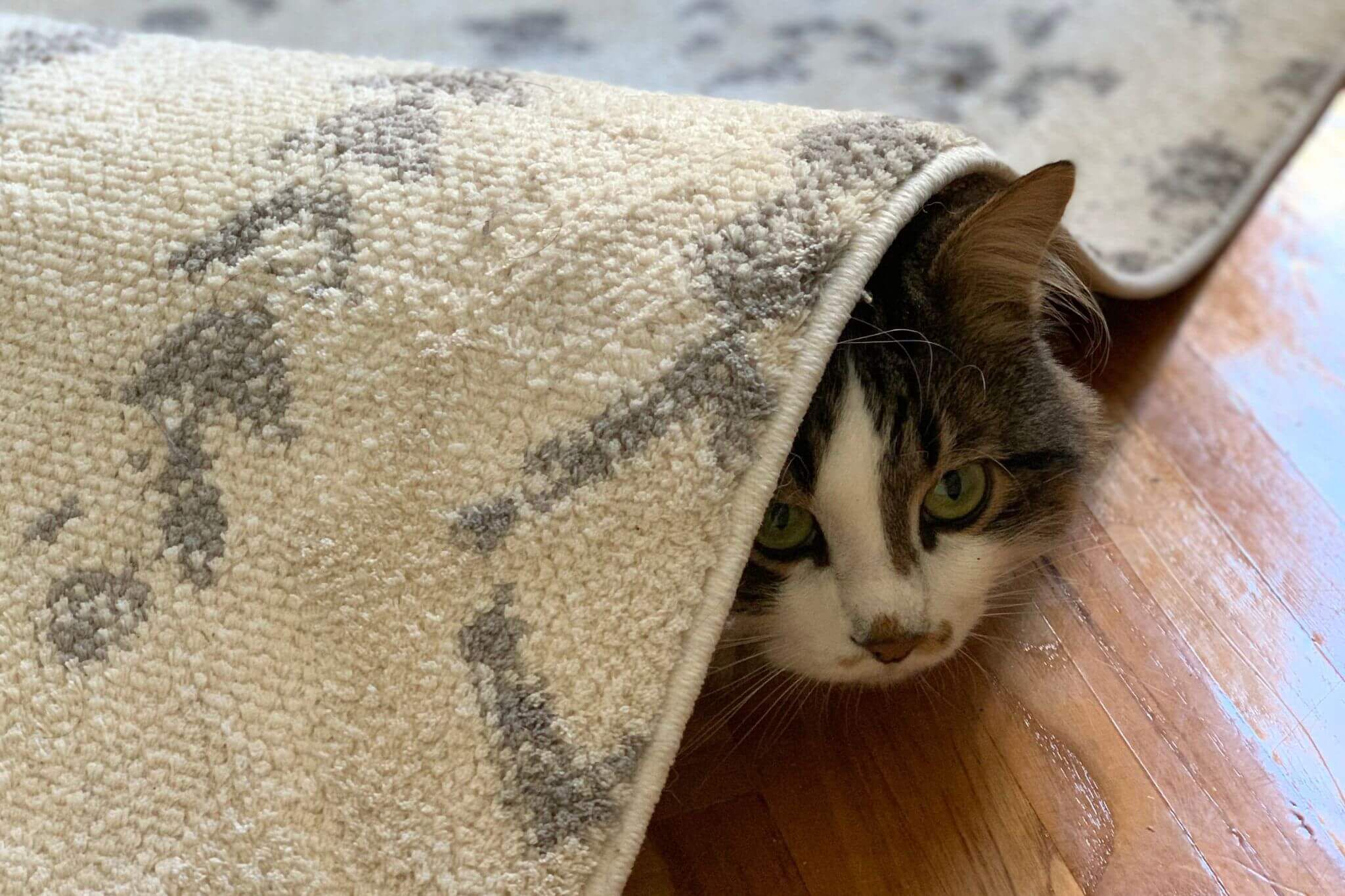 vuurwerkangst advies kat